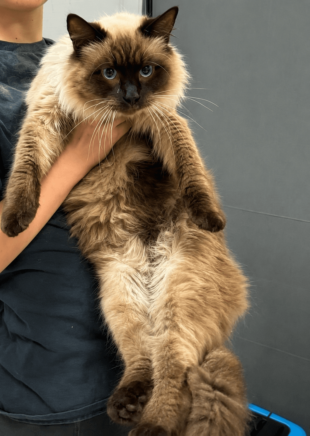 Rugby ( BC)