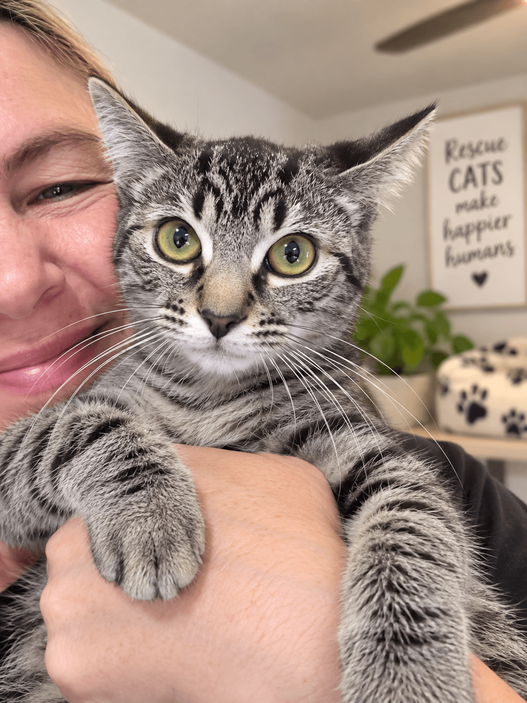 Tilly ( Kat )
