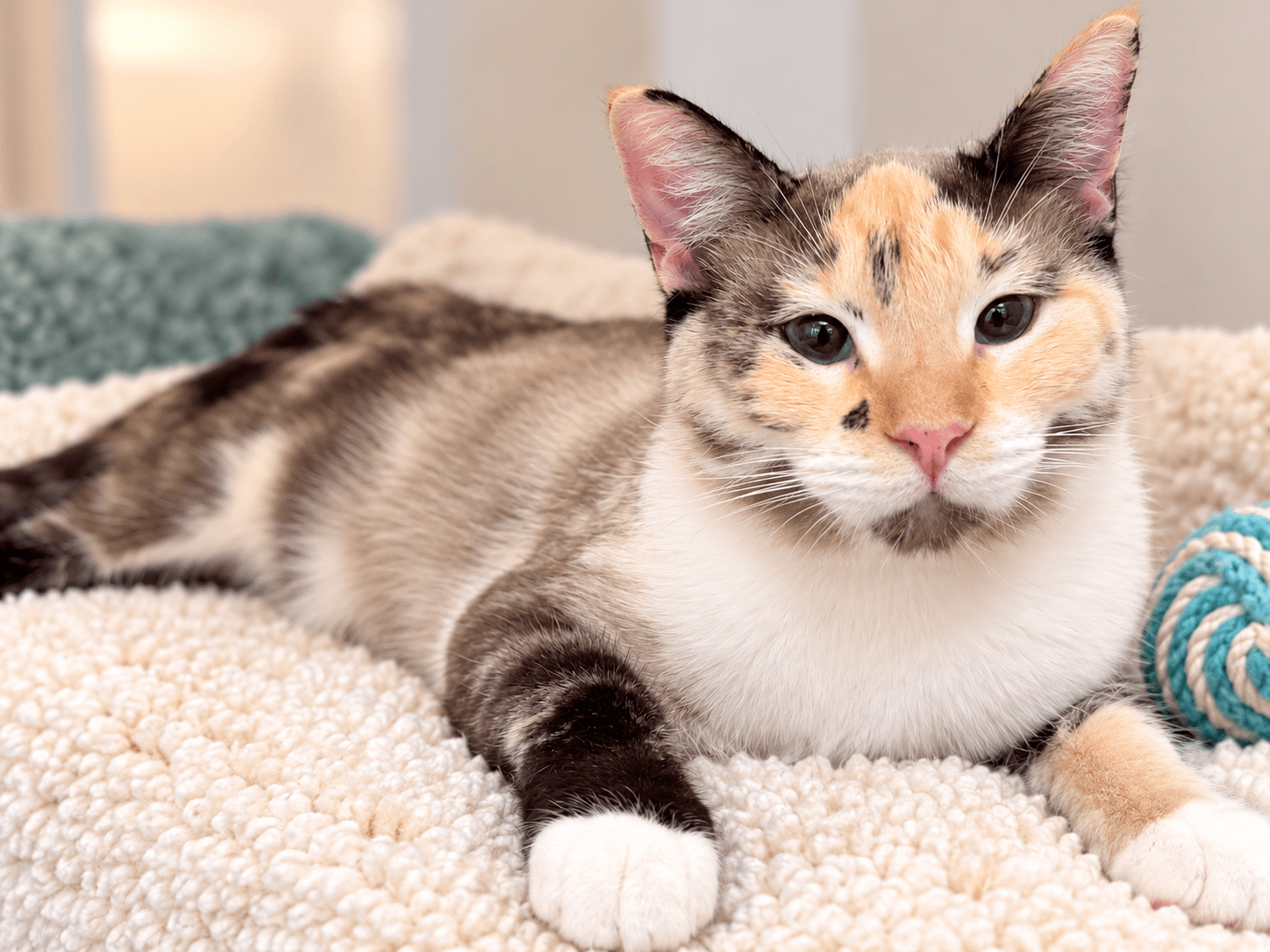 Delilah (Napa Petco)