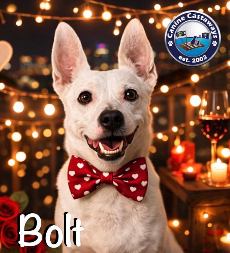 Bolt