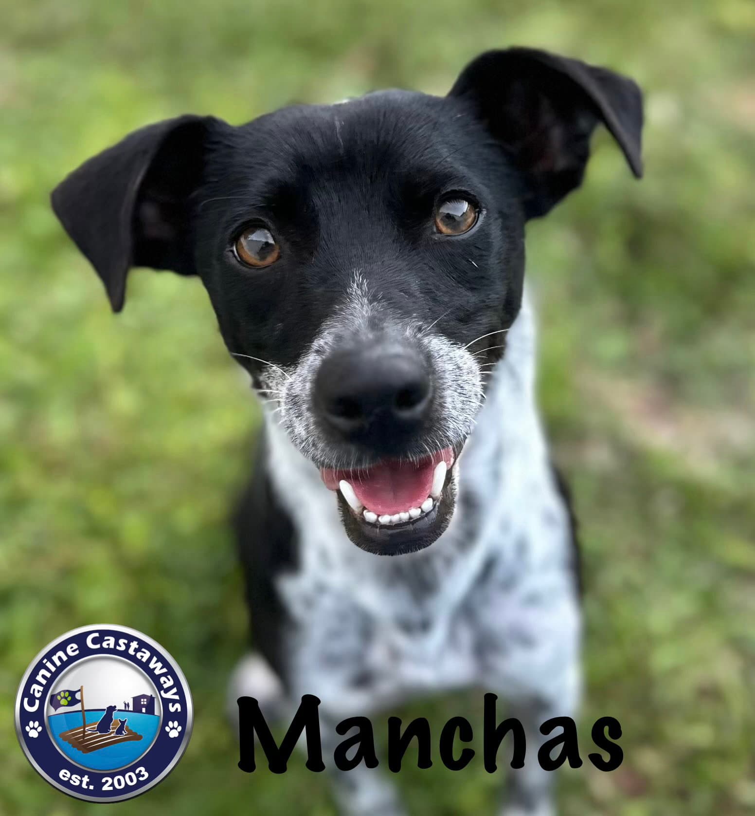 Manchas