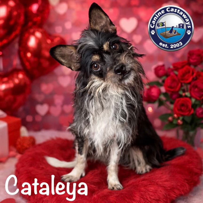 Cataleya
