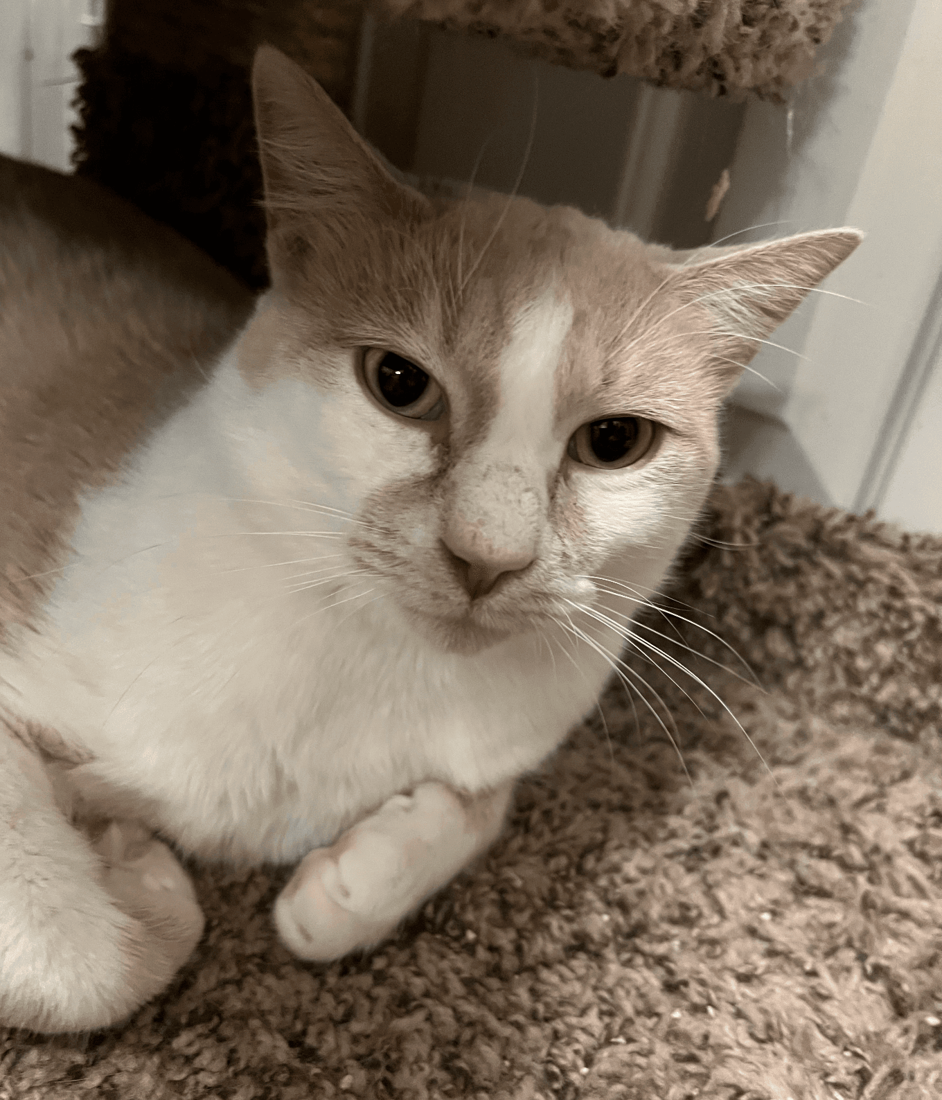 Jasper "Morrison"
