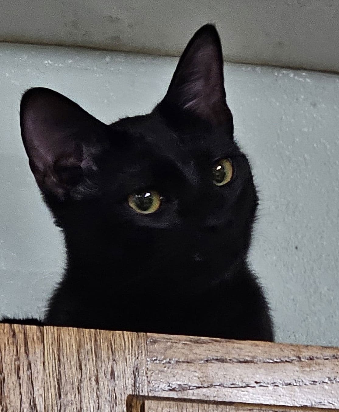Stealth