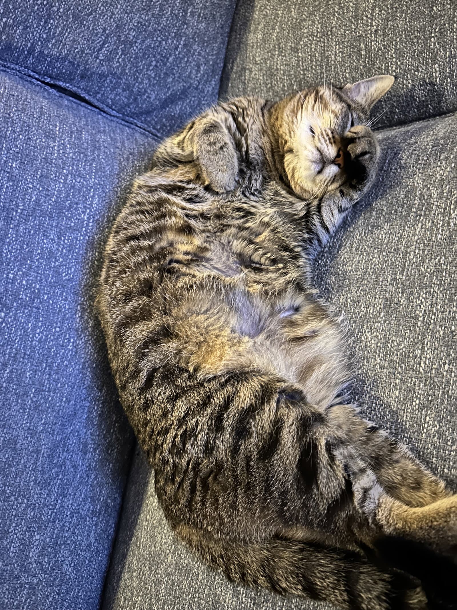 Tooncy Kitty - Sweet Senior
