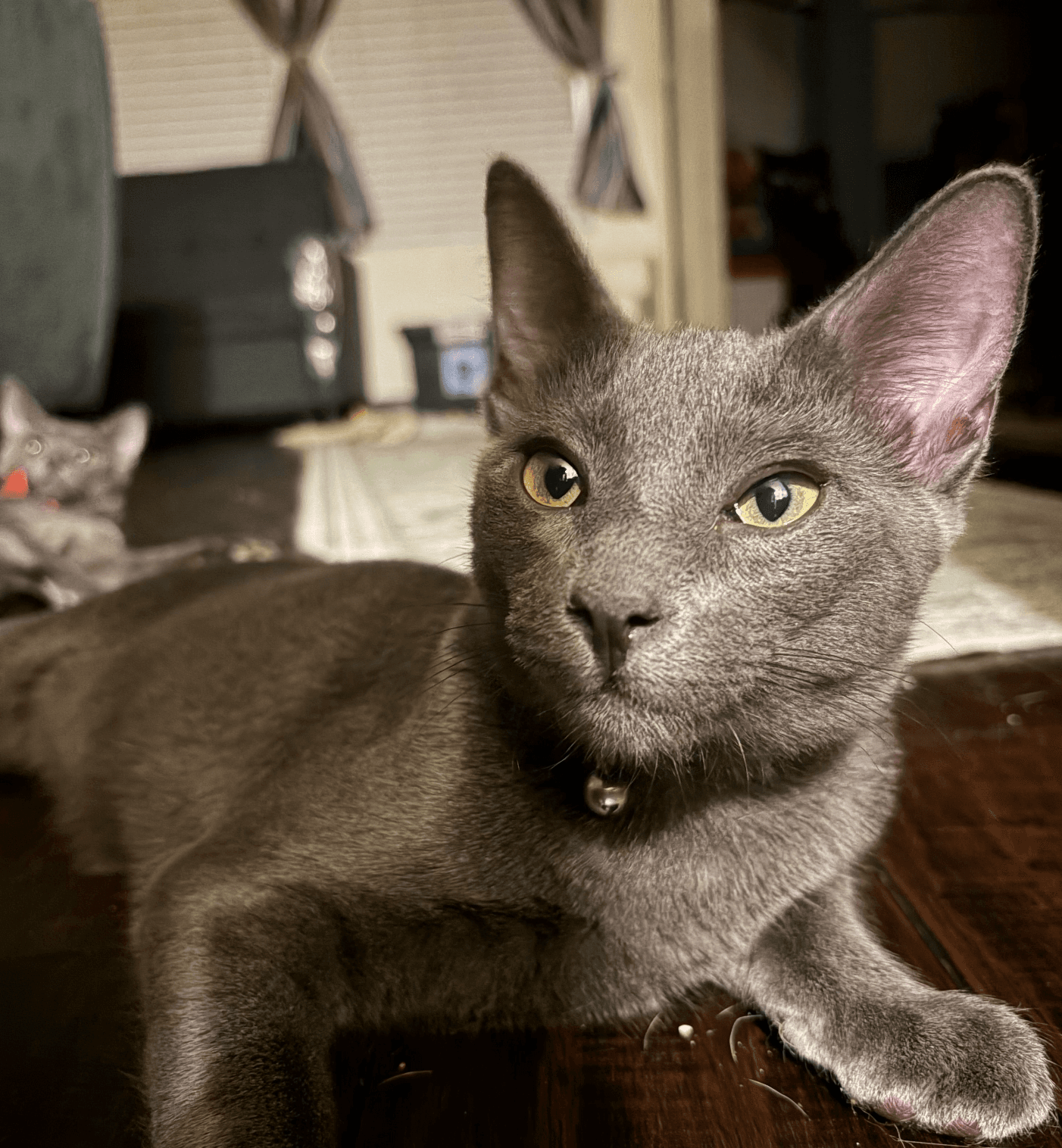 Stormy the Gray J.