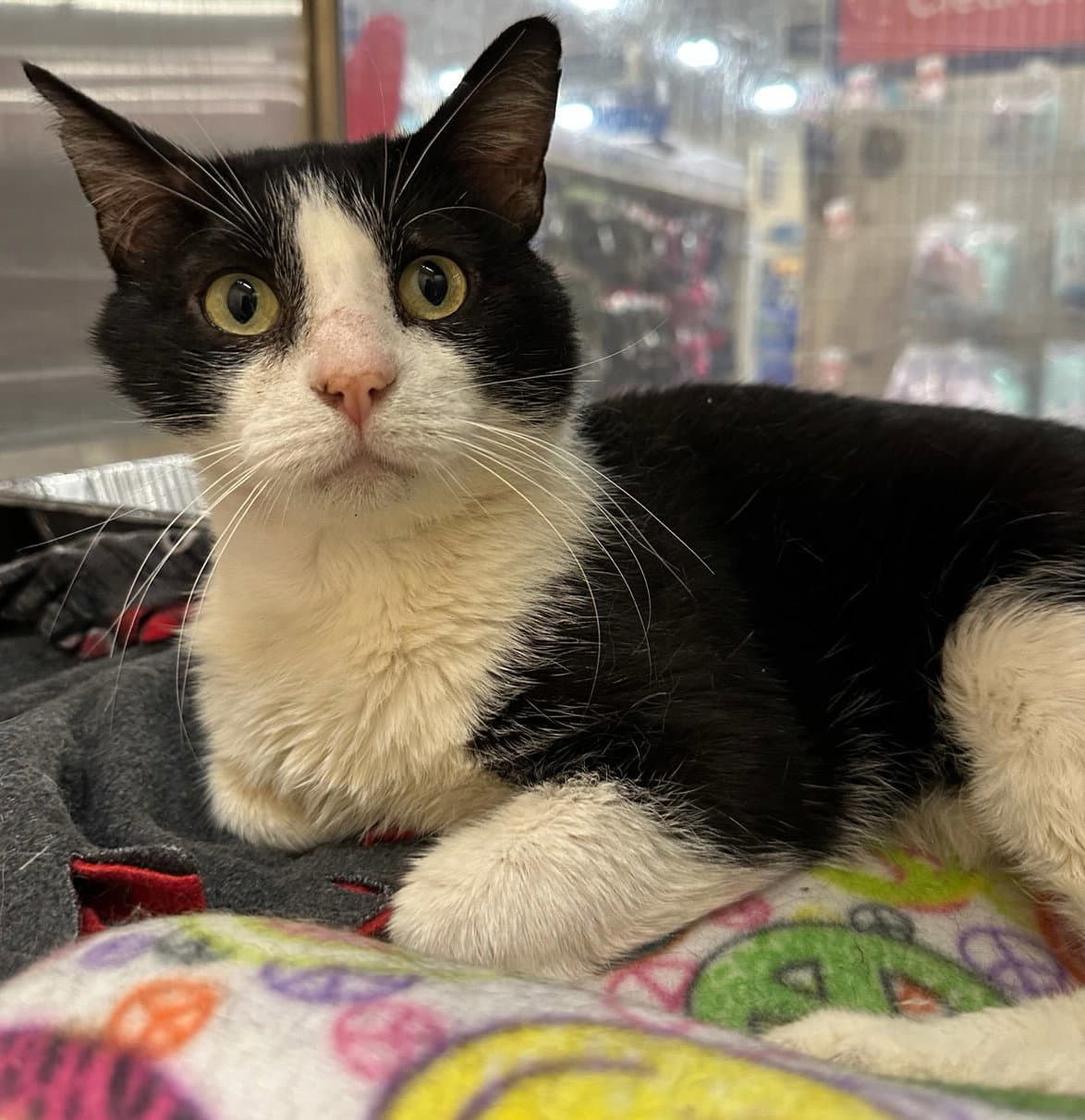 Sol the Sweet - FIV+ Tuxedo