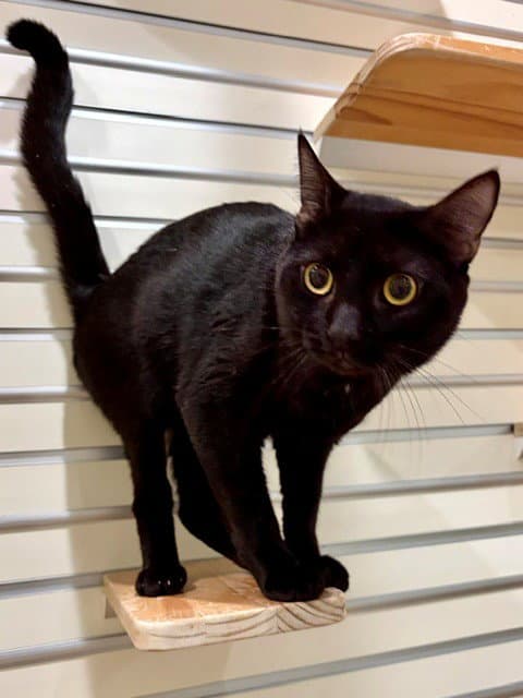 SALEM