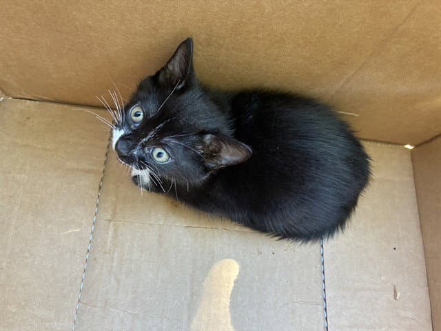 Stan