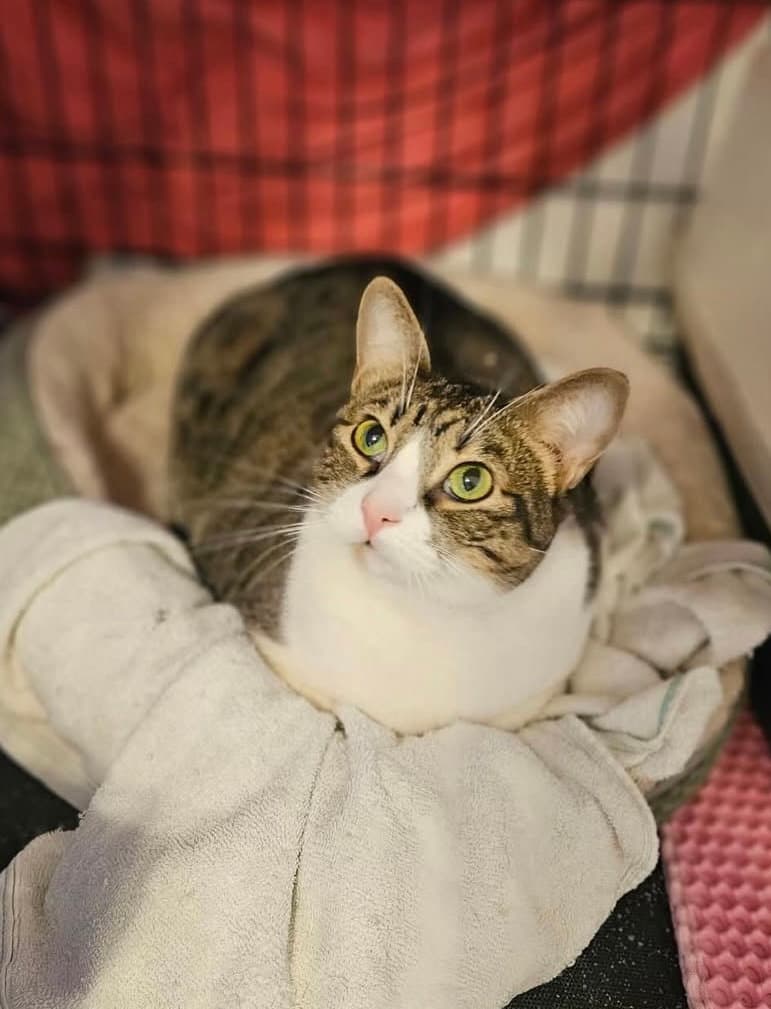 Bella