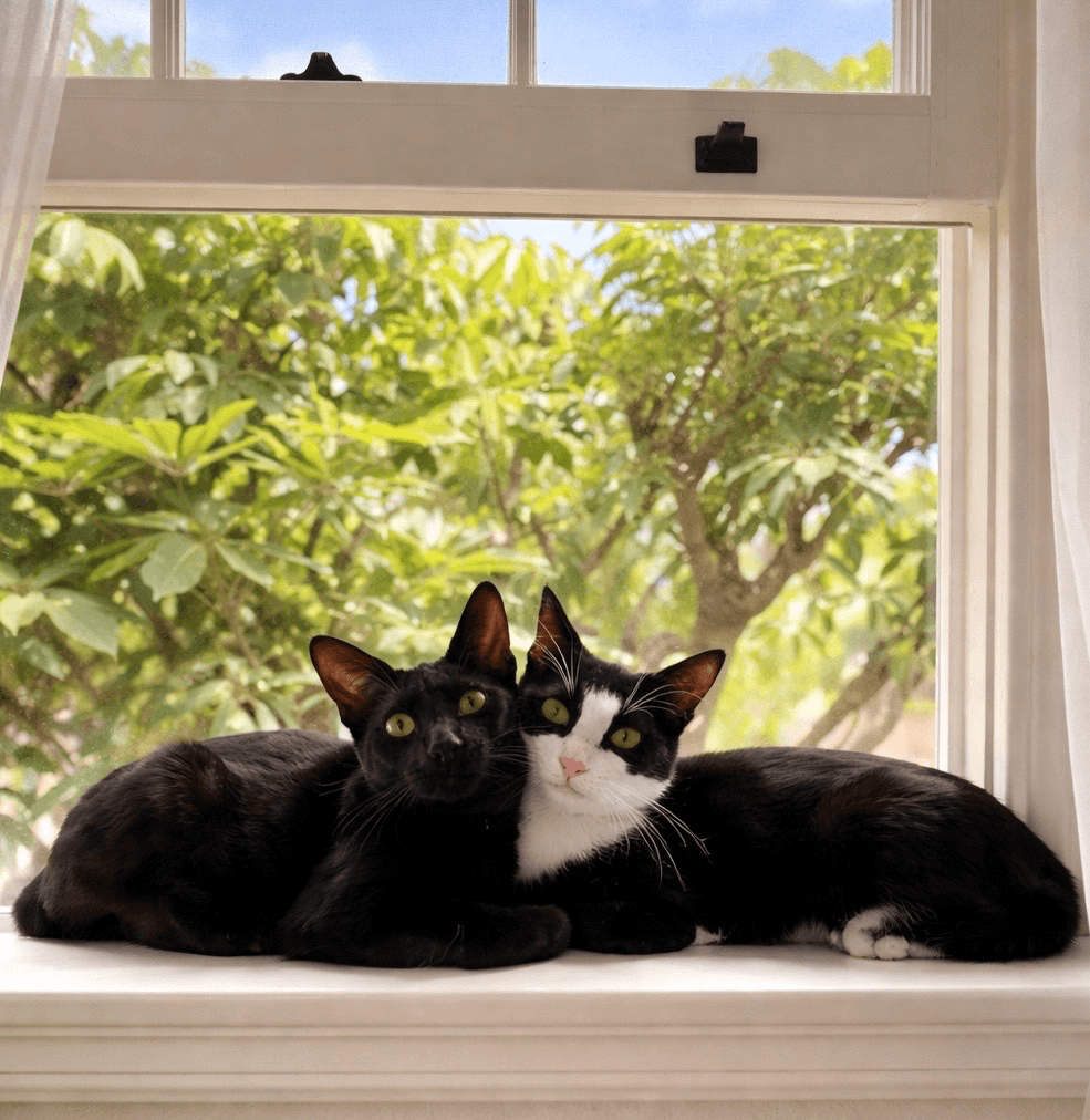 Miss Ming Ming & Mr Bing Bing
