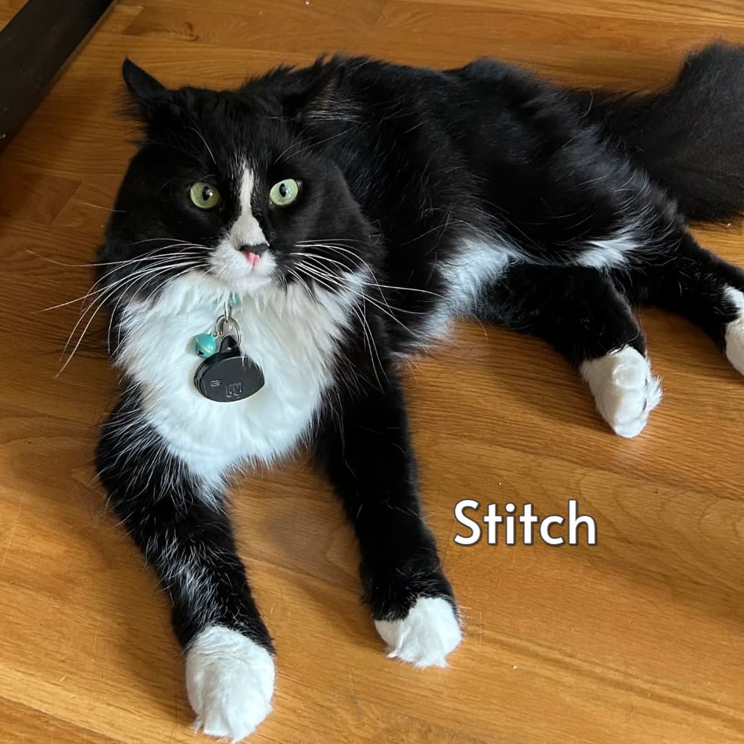 Stitch (Courtesy Posting)