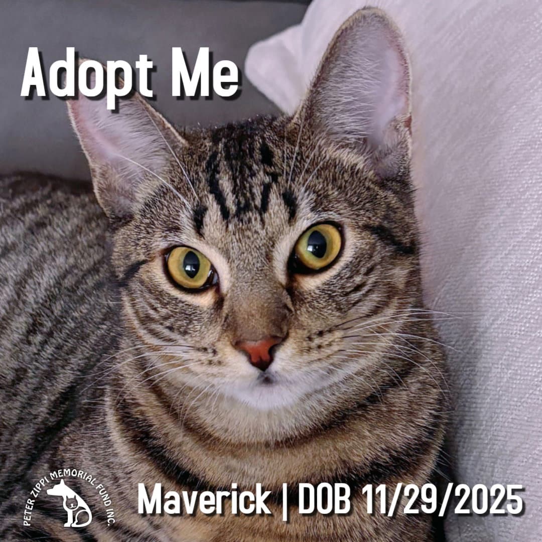 Maverick