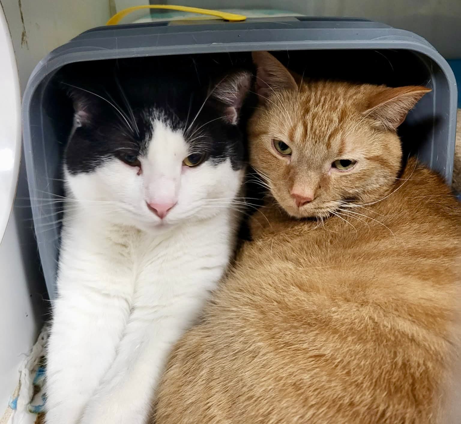 Checkers (Bonded w/Bartholomew)