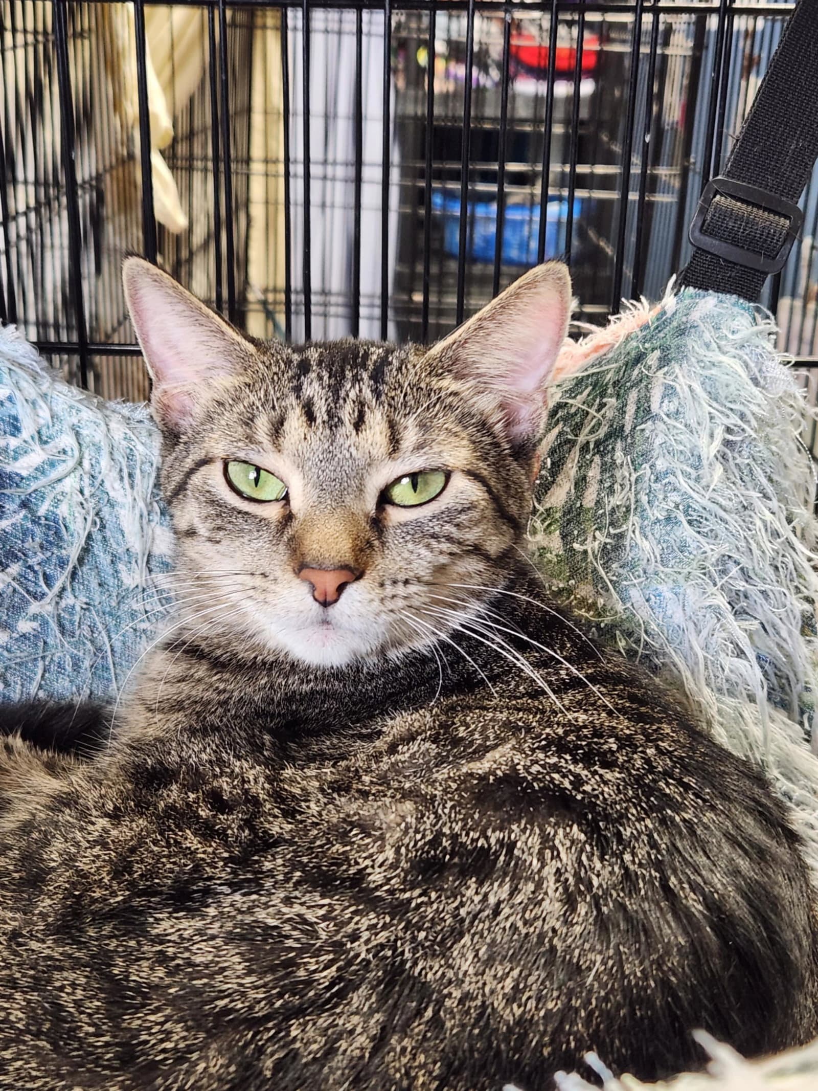 Meryl (Bonded w/Pierce)
