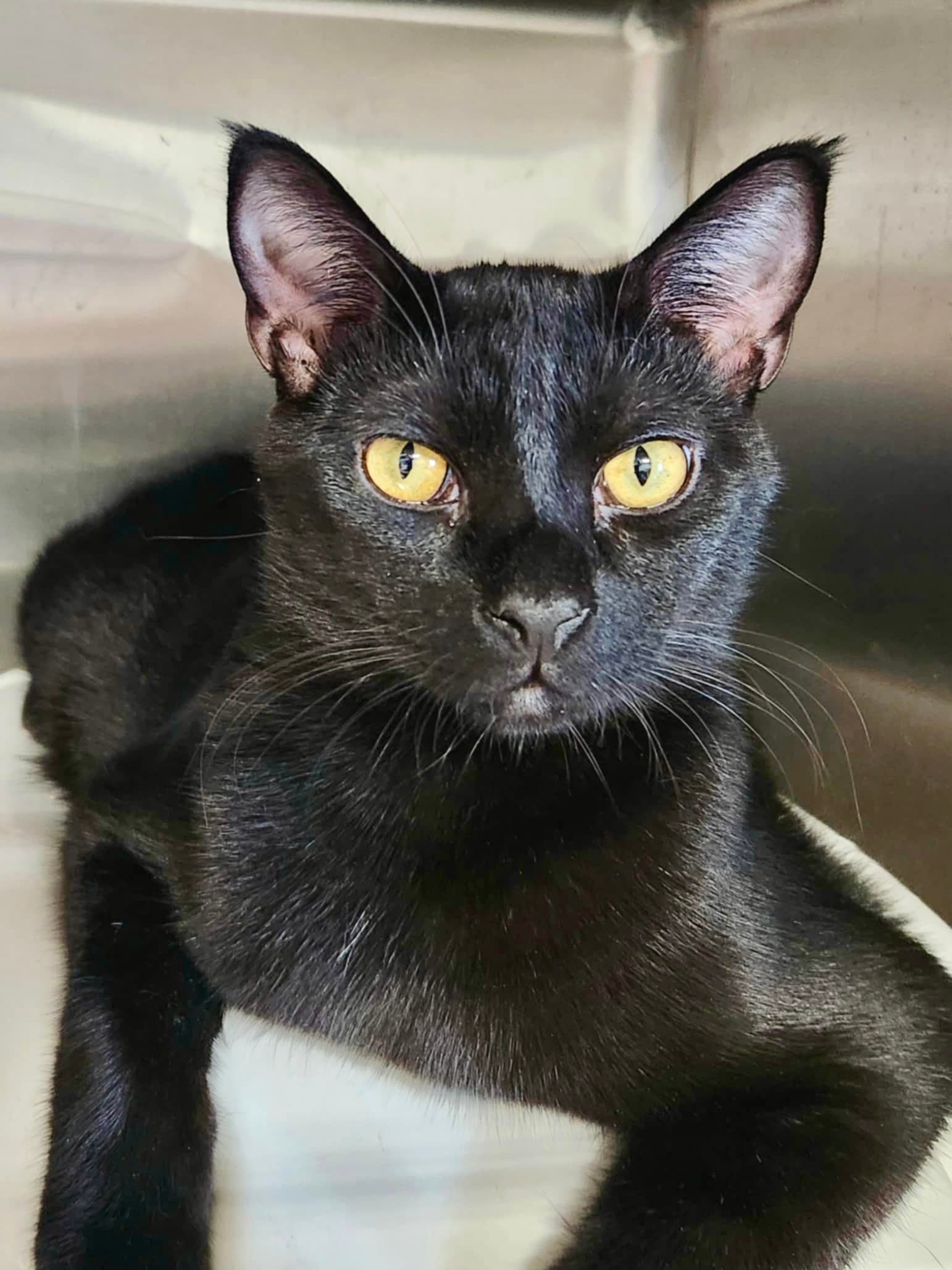 Melba (Bonded w/Nellie)