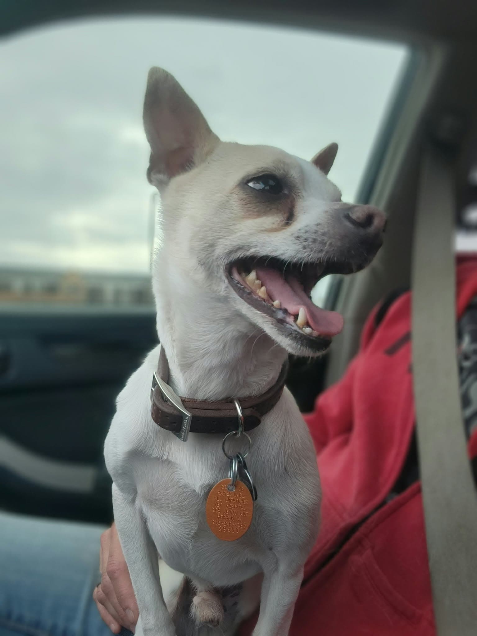 Milo fka Dobby