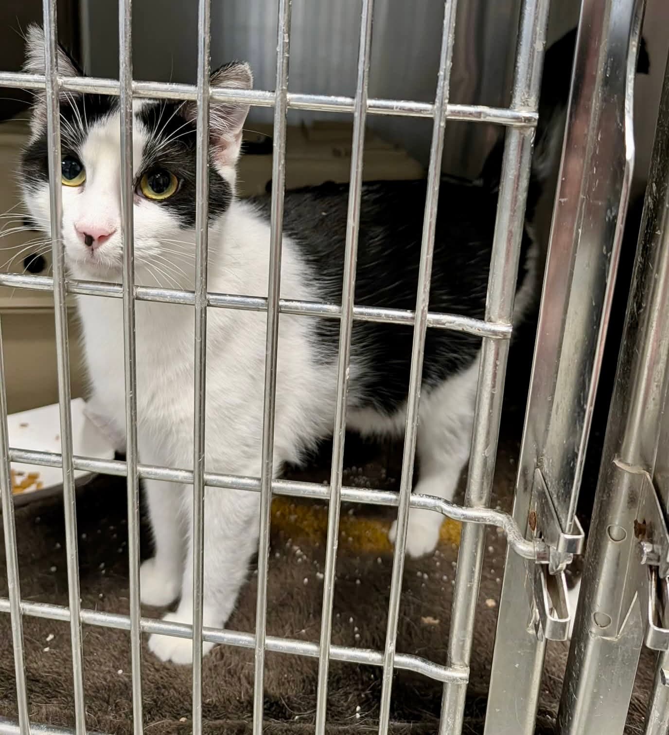 Primrose (Bonded w/Kismet)