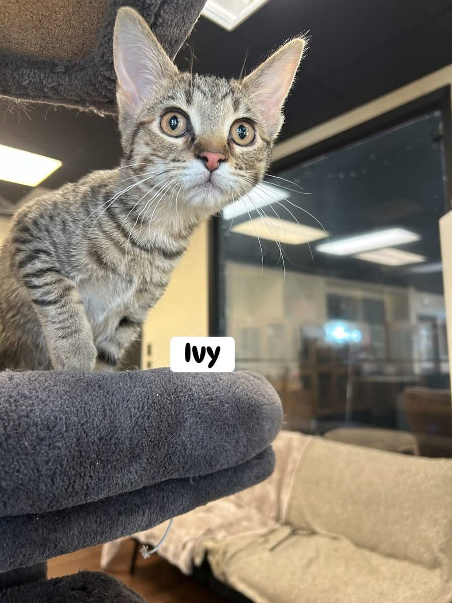 Ivy