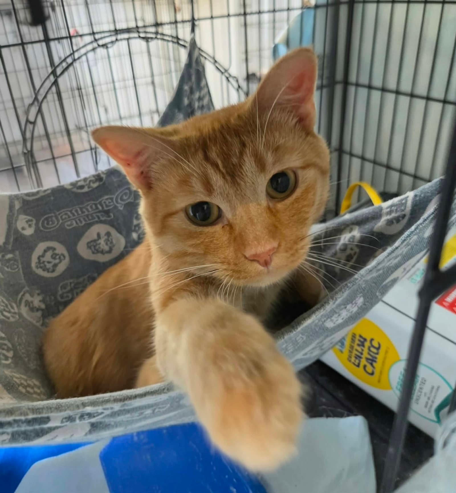 Oliver