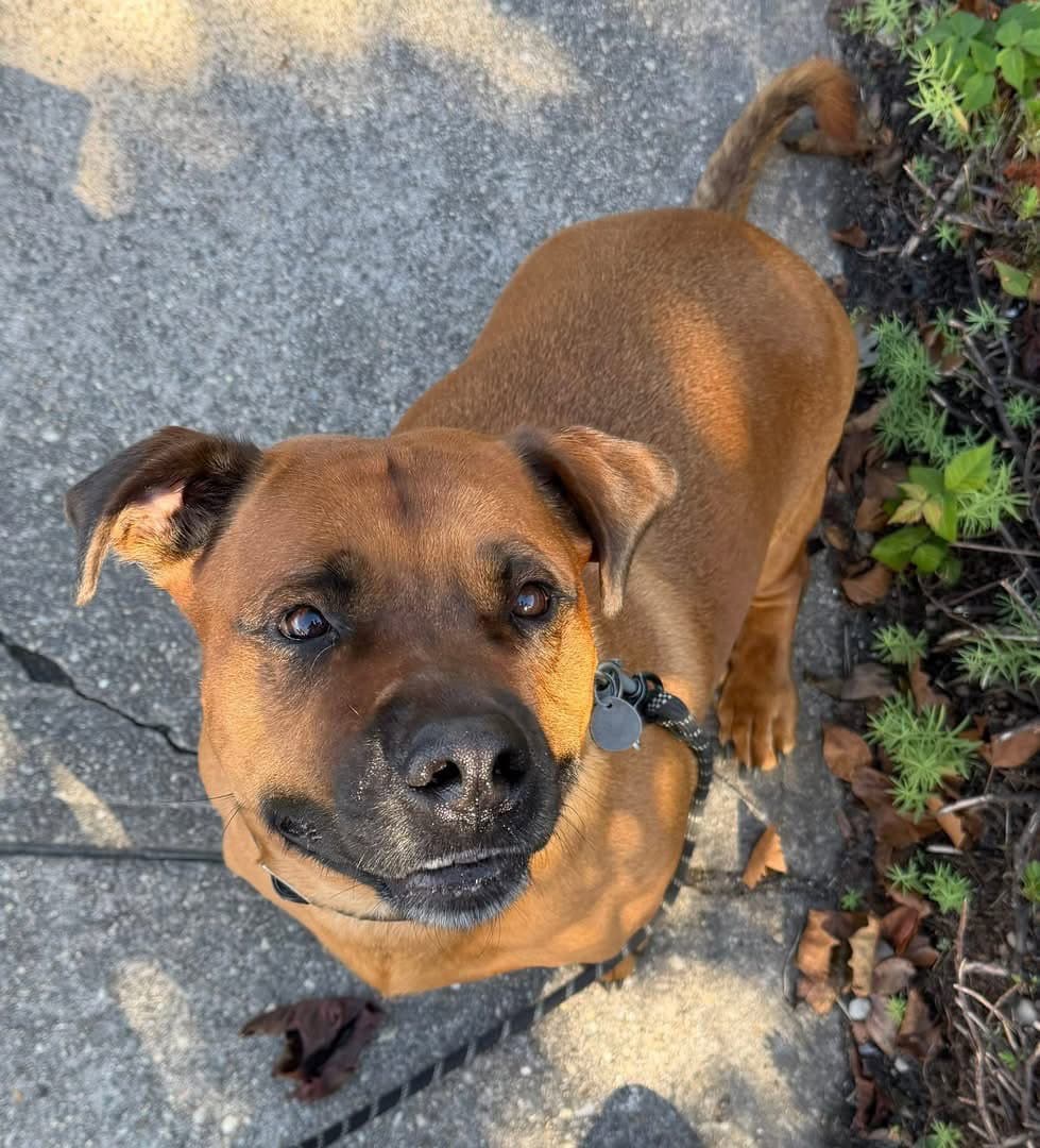 Gus