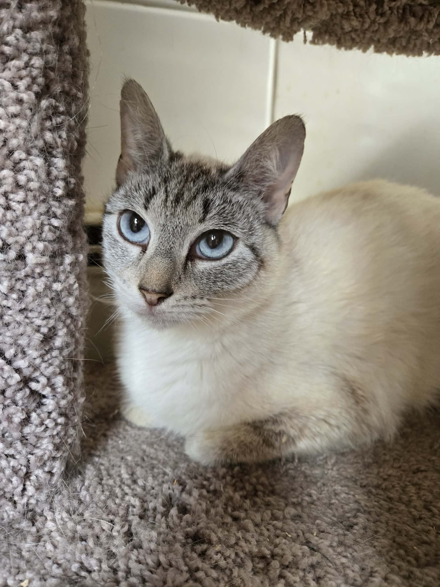 Bella