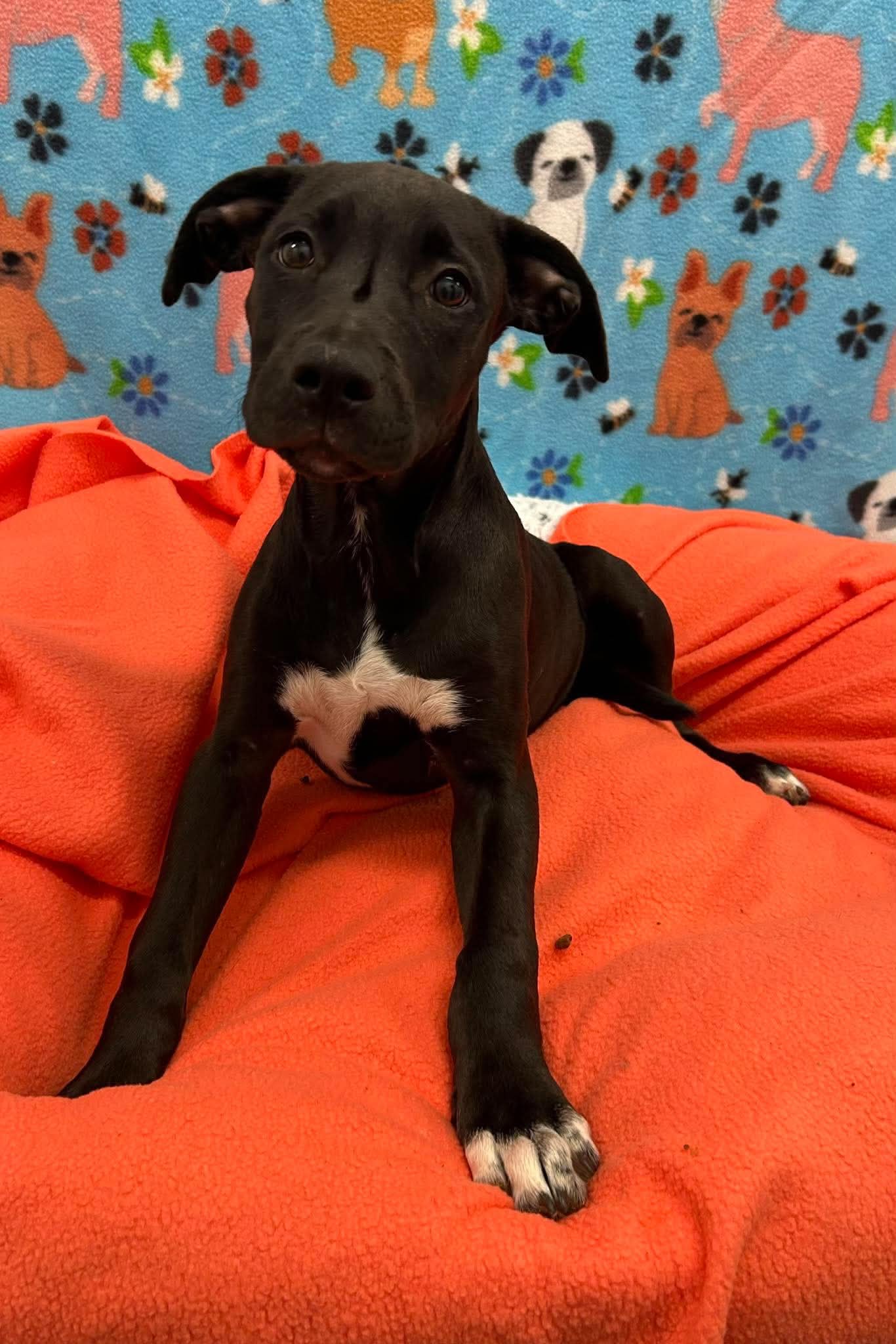 Cora
