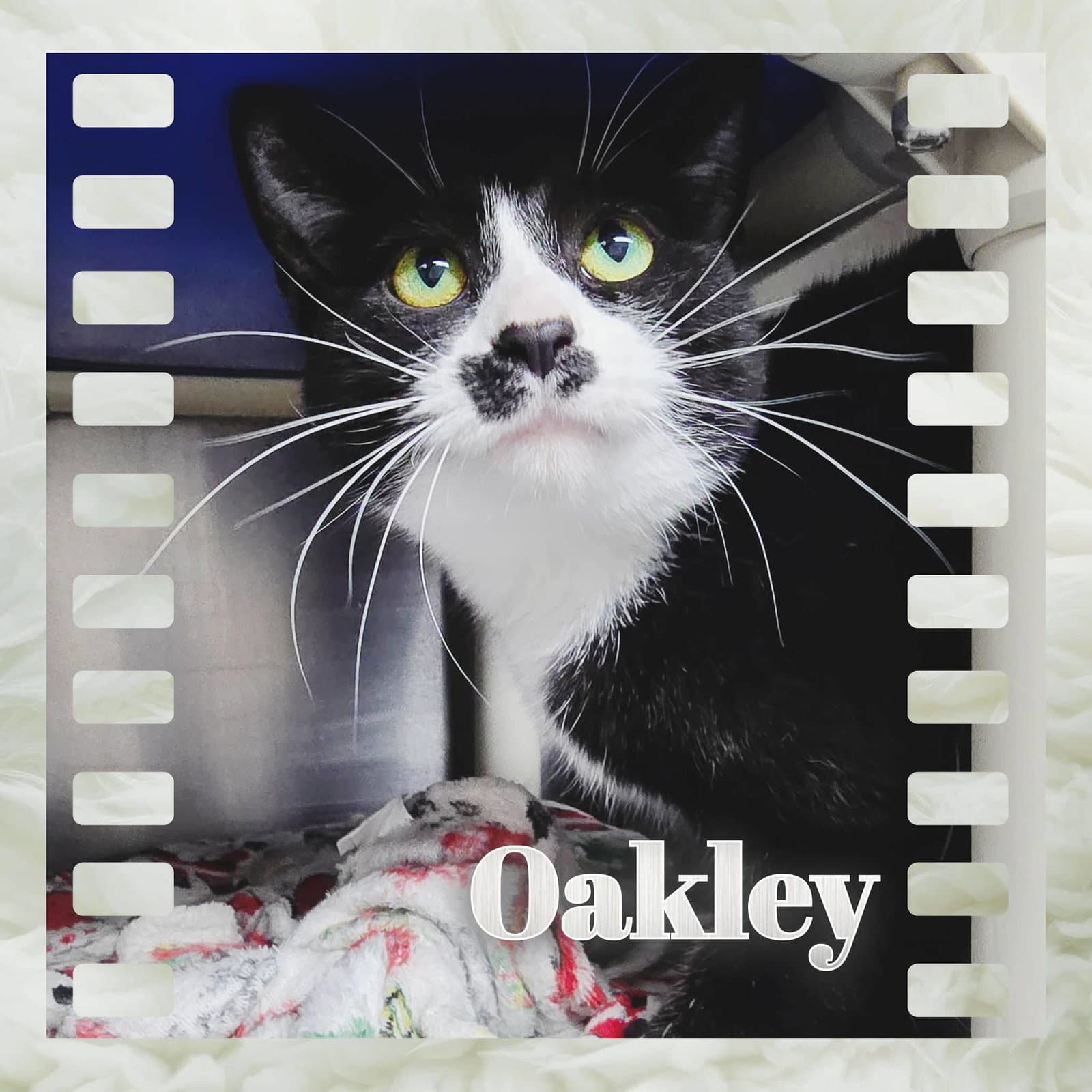 Oakley