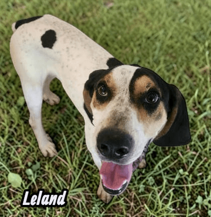 Leland