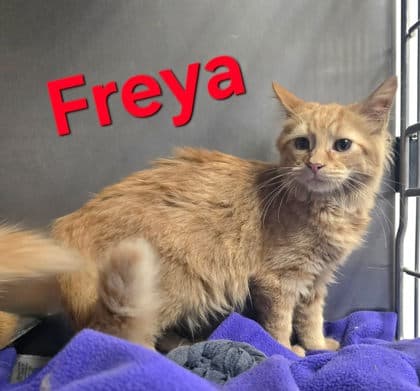 Freya