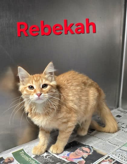Rebekah