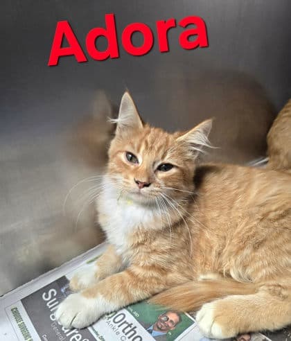 Adora