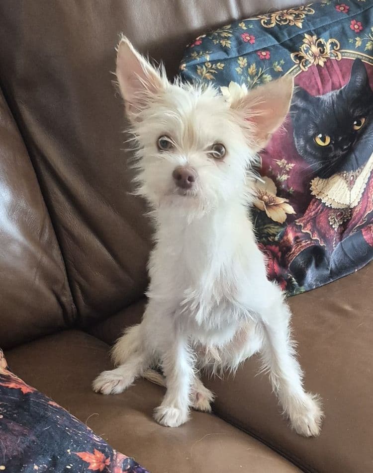 Miko
