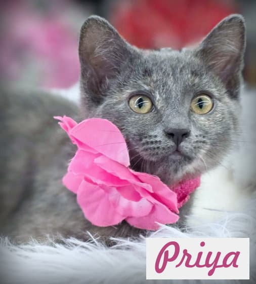 Priya