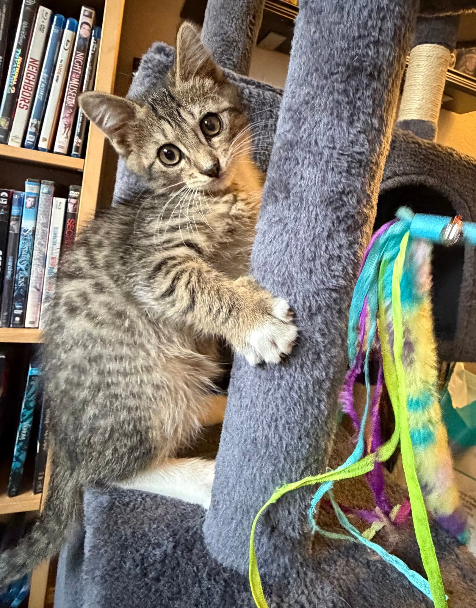 Tiger - Bonded With Hana