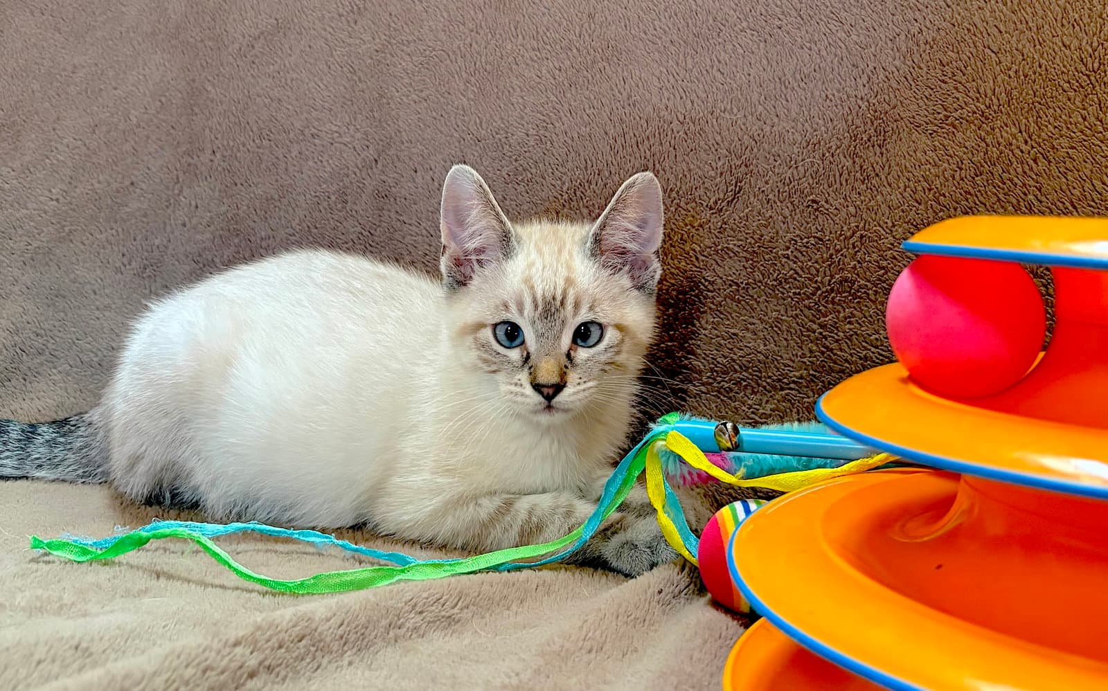 ARCHIE - Bonded to Ziggy