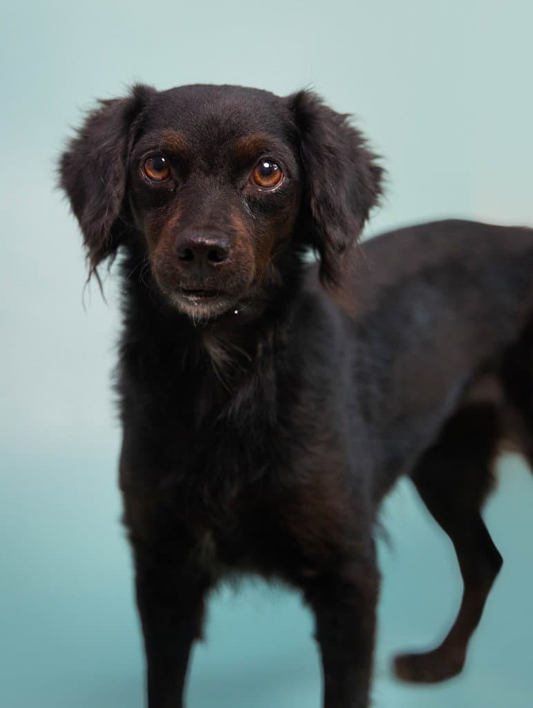 Kombangwa (Soi Dog)