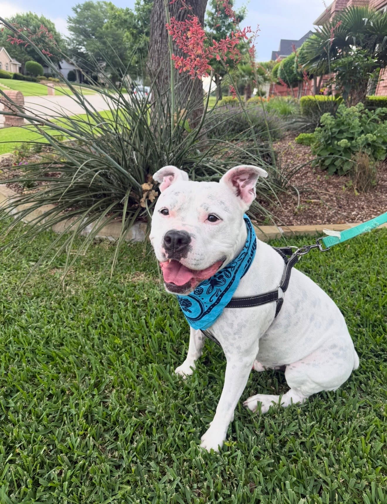 Manny (Roscoe)