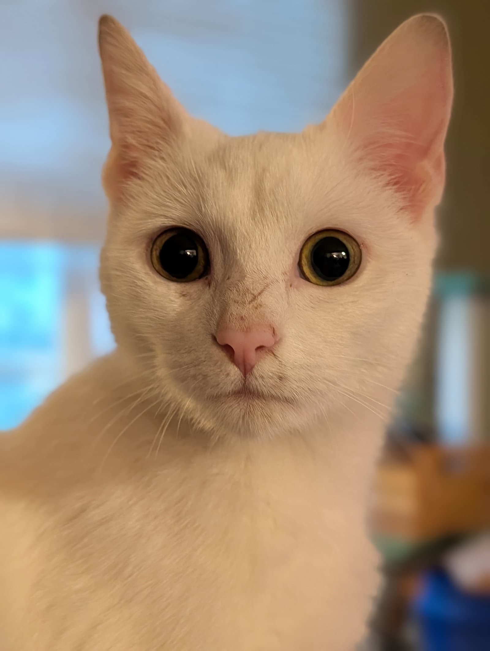 Lily von Schneeflocke