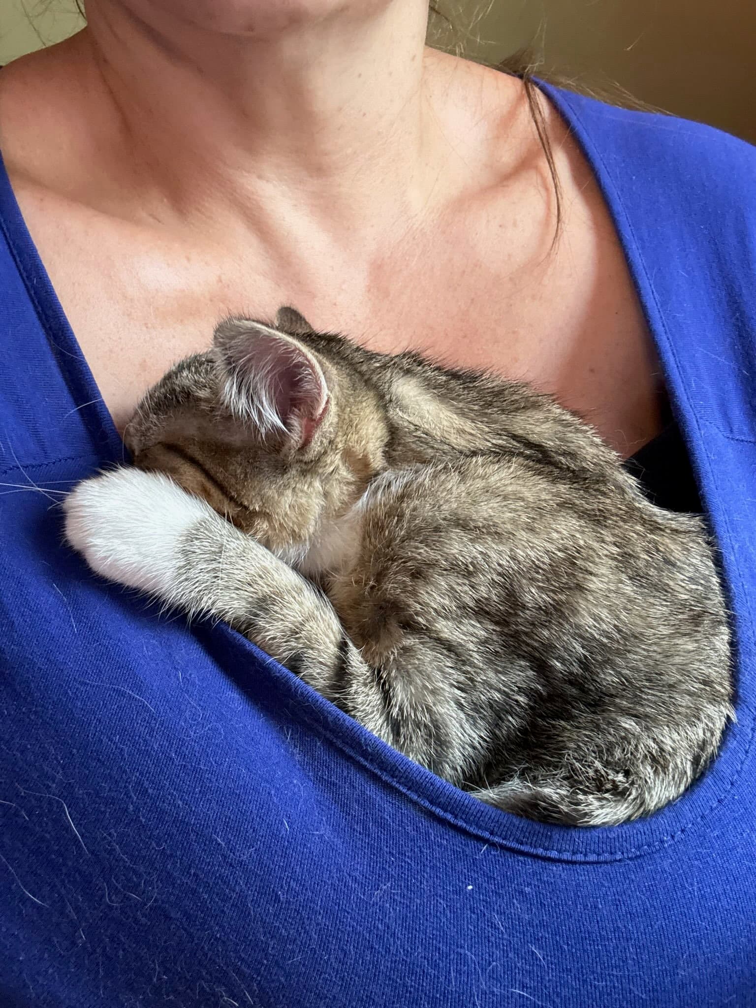 Lily Kitten