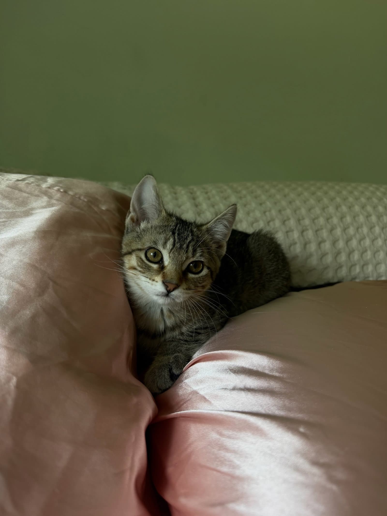 Tigress Kitten