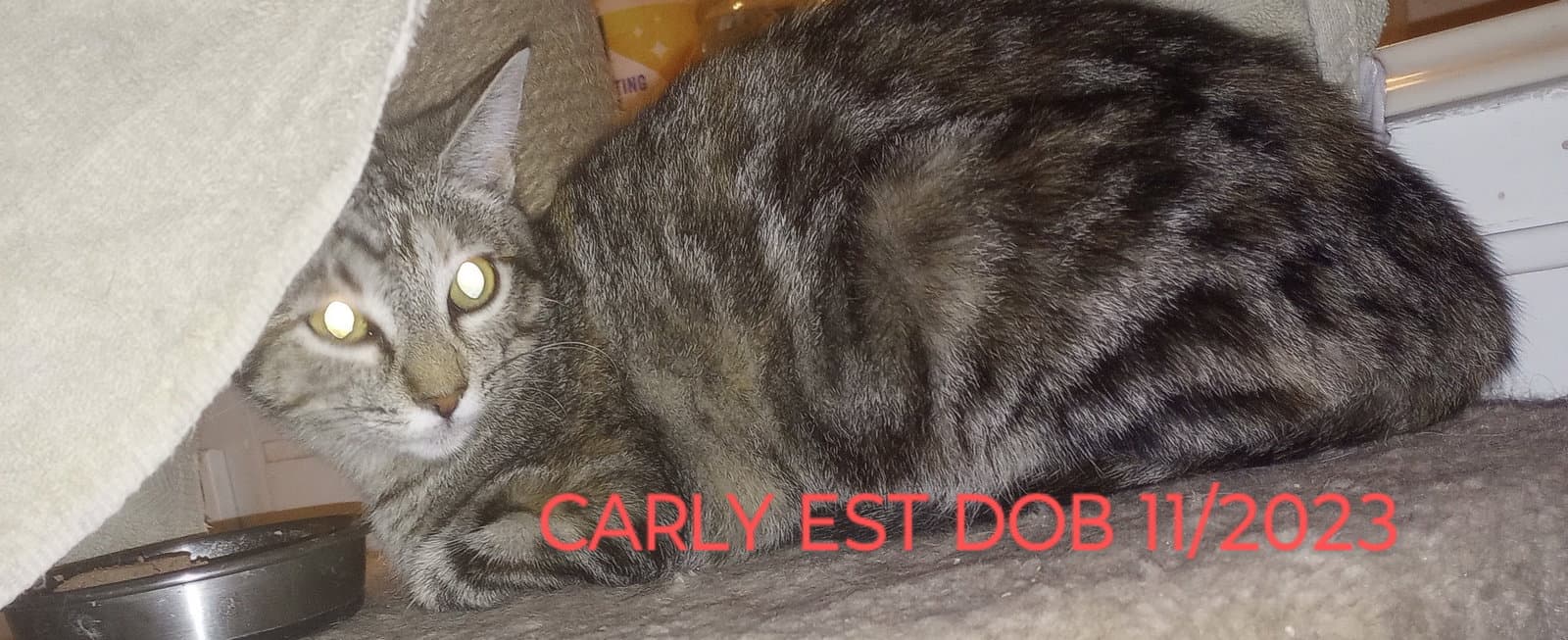 Carly