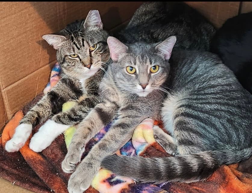 Davis (on right) & Stripes (on left)