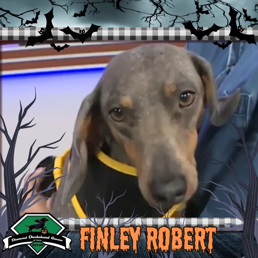 Finley Robert+
