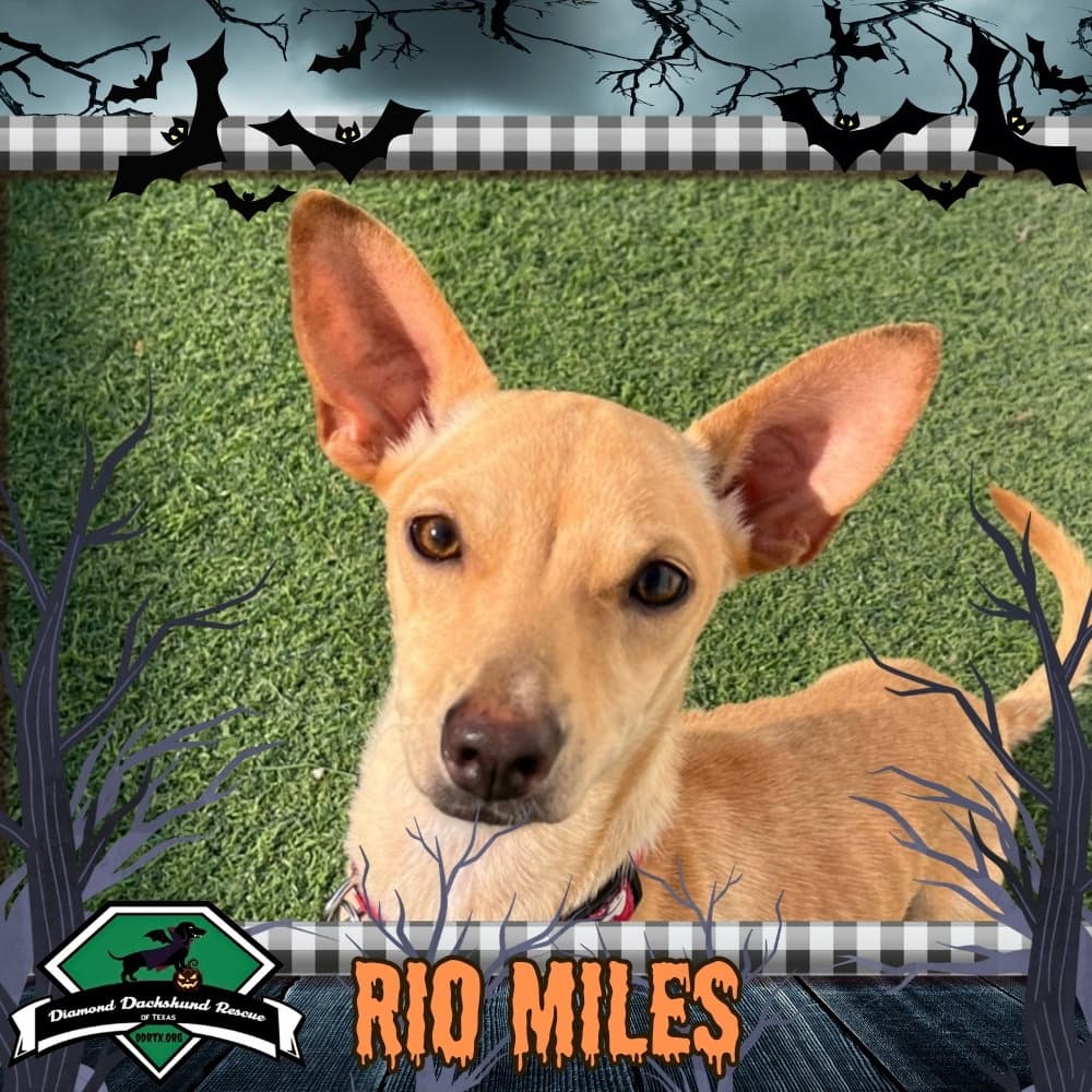Rio Miles