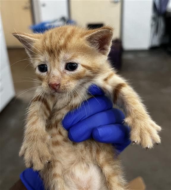 Simba