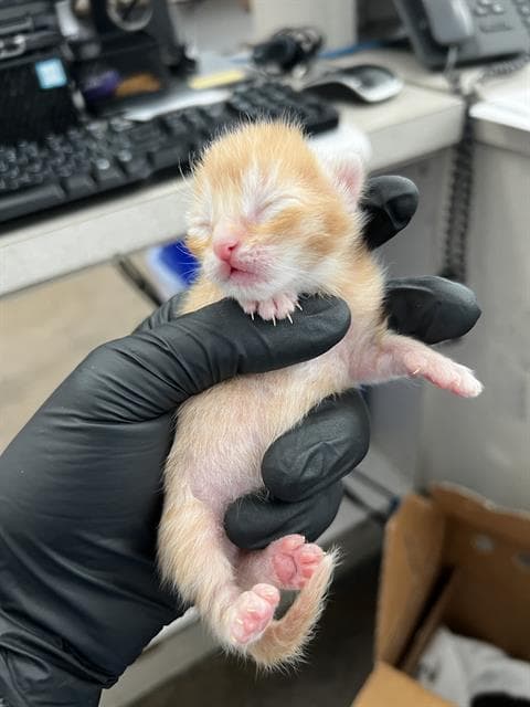 Nutmeg