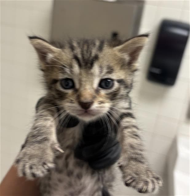 Loki