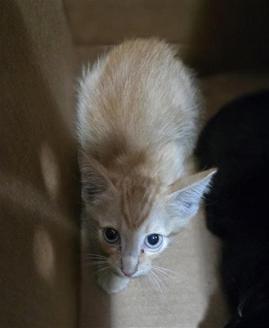 Copper