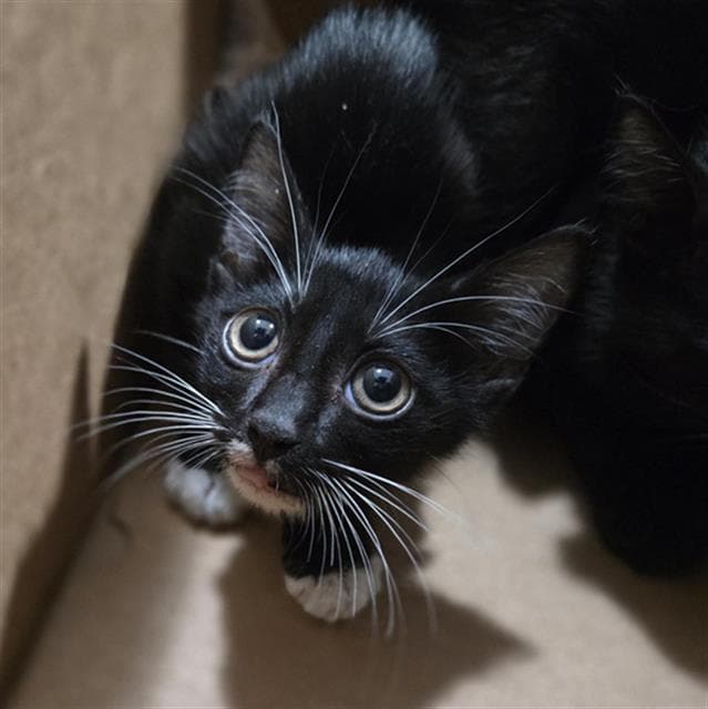 Noir